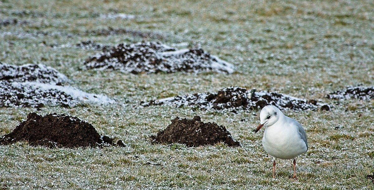 Lachmöve im Schlichtkleid